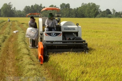 Ứng dụng KH&CN trong sản xuất để nâng cao chất lượng sản phẩm lương thực