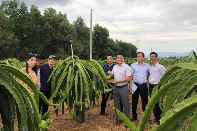 Sẽ triển khai đánh giá xác nhận truy xuất đối với mã vùng trồng, xưởng đóng gói 