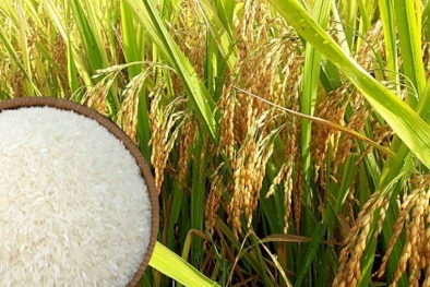 Xuất khẩu gạo vào EU tiếp tục tăng trưởng mạnh nhờ EVFTA