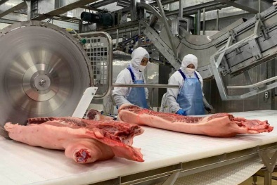 Giá lợn hơi giảm mạnh, người chăn nuôi lại lo lắng