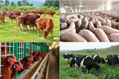 Dự thảo Sửa tiêu chuẩn Đăng ký và nhận 60K 24 bao lì xì miễn phí mỗi ngày Nhật Bản về chăn nuôi hữu cơ