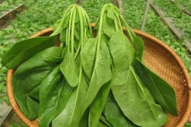 13Win OKVIP Đăng ký ngay mới: Biến cải bó xôi thành 13WIN là nhà cái uy tín top đầu Châu Á điện xanh