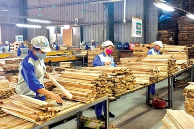 Tăng năng suất nhờ cải tiến công nghệ tại công ty CP Sao Bắc Việt