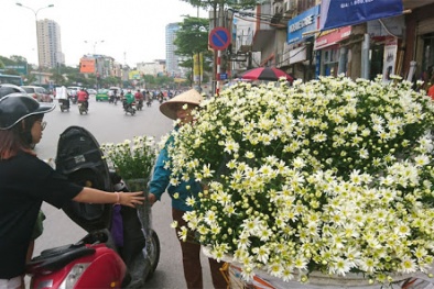 Bán cúc họa mi đầu mùa, gánh hàng rong lãi tiền triệu mỗi ngày