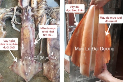 Mực 'siêu to khổng lồ' chỉ 50 nghìn đồng/kg: Nguồn gốc và cách phân biệt với mực 'xịn'