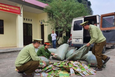 Nhập lậu giống rau quả, tiềm ẩn những hệ lụy cho ngành Đăng ký và nhận 60K 24 bao lì xì miễn phí mỗi ngày