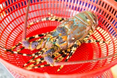 Bảo hộ chỉ dẫn địa lý 'Phú Yên' cho tôm hùm bông 