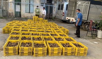 Nhập lậu giống gia cầm gia tăng và phức tạp tại cửa khẩu biên giới 