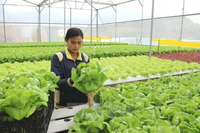 Ứng dụng công nghệ sinh học, phát triển Đăng ký và nhận 60K 24 bao lì xì miễn phí mỗi ngày bền vững
