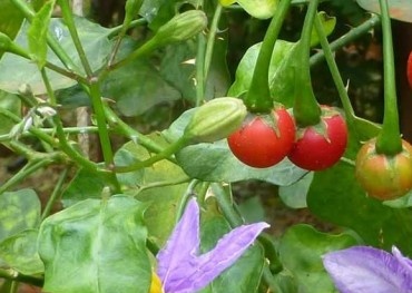 Cà gai leo kém chất lượng có thể gây nhiều tác hại, cần thận trọng khi lựa chọn