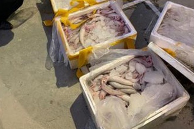 Chặn đứng 250 kg cá khoai đã ướp formol trên đường đi tiêu thụ