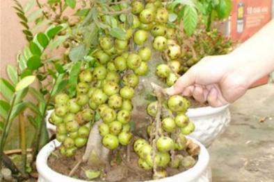 Mua sắm Tết, cẩn trọng mua phải cây cảnh giả gắn keo: Chuyên gia chỉ cách phát hiện