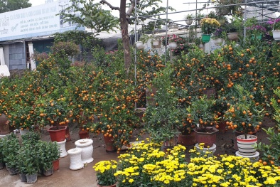 Thị trường hoa cây cảnh Tết Tân Sửu: Tiểu thương lo sốt vó vì nguy cơ Covid bùng phát trở lại