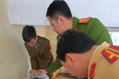 Nhập lậu hàng hóa: Chặn đứng xe ô tô vận chuyển củ tam thất không hóa đơn
