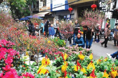 Thị trường hoa, cây cảnh dịp Tết: Giá rẻ vẫn vắng khách