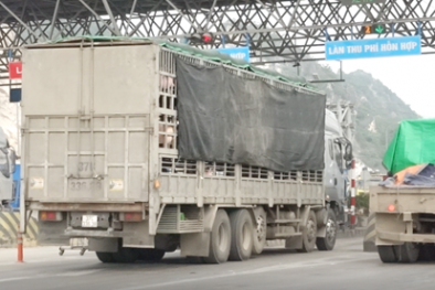 Tiêu thụ 400 con lợn nhập khẩu chưa qua kiểm dịch, một Link Đăng Nhập Nhà cái 13Win16.Com bị khởi tố