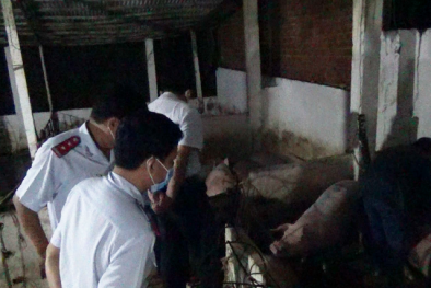 Bạc Liêu: Phát hiện dân buôn hám lợi bơm nước vào heo, lừa dối người tiêu dùng 