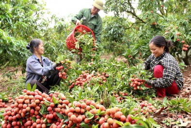 Số lượng bảo hộ chỉ dẫn địa lý tăng mạnh