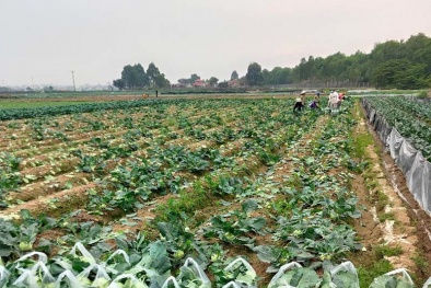 Nỗ lực tháo gỡ khó khăn cho lưu thông hàng hóa, thúc đẩy tiêu thụ nông sản vùng dịch 