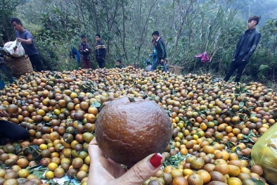 Nguồn gốc thực sự của 'cam sành Hà Giang' giá rẻ chỉ 6 nghìn đồng/kg đang bán đầy chợ