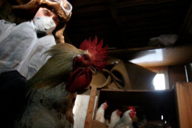 Đề cao cảnh giác lây nhiễm cúm A (H5N8) từ gia cầm sang người