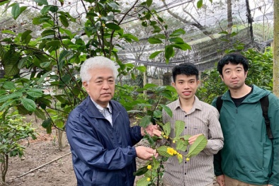 Nguyễn Đức Độ - chàng trai trẻ thổi hồn cho Trà hoa vàng Tam Đảo