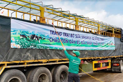Vinamilk nhập khẩu hơn 2.100 bò sữa HF thuần chủng từ Mỹ về trang trại mới tại Quảng Ngãi