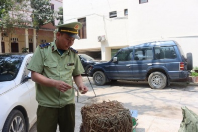 Dùng biển số xe ô tô giả để vận chuyển lậu rễ cây cam thảo đã có dấu hiệu mốc xanh