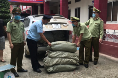 Thu mua lượng lớn nguyên liệu thuốc lá không rõ nguồn gốc về tiêu thụ