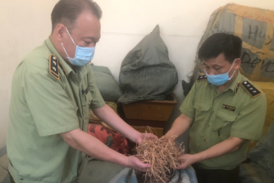 Dược liệu không đảm bảo chất lượng vẫn ngang nhiên thu gom về bán kiếm lời