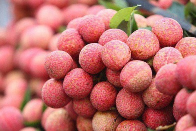 Vải thiều Hải Dương sẵn sàng chinh phục thị trường khó tính