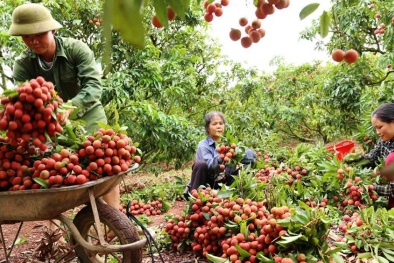 Dồn lực bảo vệ vùng vải thiều Bắc Giang giữa cơn hoành hành của COVID-19