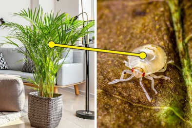 Những loại cây cảnh có thể gây nguy hiểm khi trồng ở trong nhà