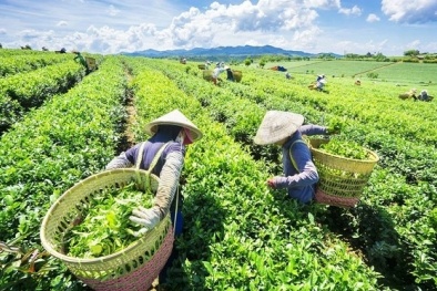Lý do vì sao chè Việt Nam xuất khẩu sang Ấn Độ tăng tới hơn 1.000%?