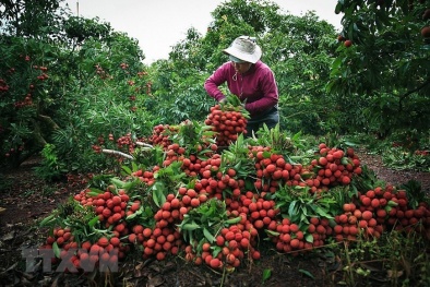 Thực hư thông tin vải thiều Lục Ngạn có giá 2.000 đồng/kg