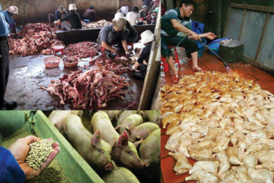 Đẩy lùi vấn nạn 13Win OKVIP Cá cược bóng đá ‘bẩn’, bảo vệ người tiêu dùng 