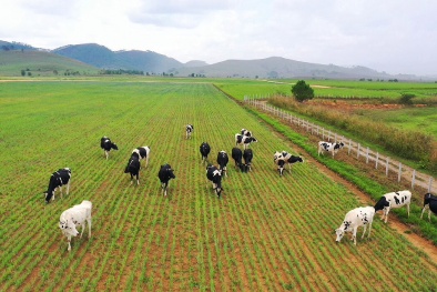 Siêu dự án trang trại của Vinamilk tại Lào sẽ “cho sữa” vào đầu năm 2022