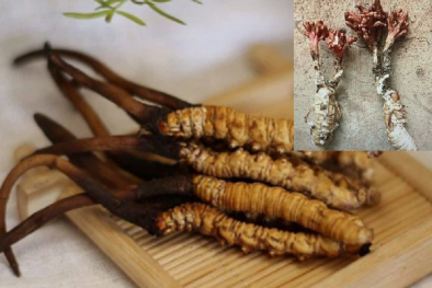 Ve sầu có 'sừng' giống đông trùng hạ thảo, cần cảnh giác kẻo ăn 'cú lừa'