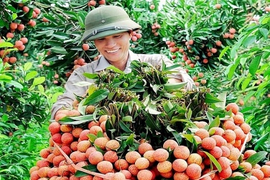 Hơn 150.000 tấn vải thiều Bắc Giang đã được tiêu thụ