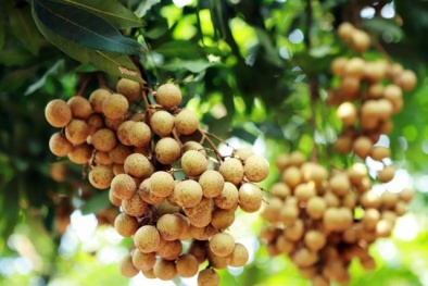 Việt Nam tìm kiếm cơ hội xuất khẩu cho nhãn và các sản phẩm từ nhãn