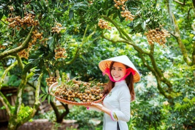 21 quốc gia tham gia hội nghị kết nối cung cầu, tiêu thụ nhãn và nông sản Hưng Yên