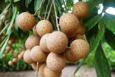 Cấp chứng nhận đăng ký nhãn hiệu ‘Nhãn Sơn La’
