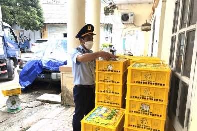 Nhập lậu nho xanh từ Trung Quốc về bán giá rẻ, những nguy cơ tiềm ẩn