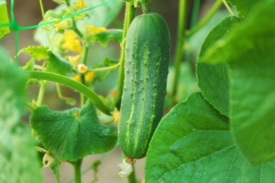 Nguy cơ ngộ độc bầu bí, dưa chuột do chứa nhựa đắng cucurbitacin 