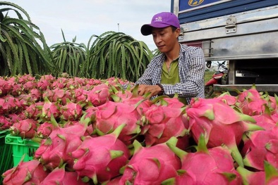 Quản lý chặt mã số vùng trồng, mã số cơ sở đóng gói thanh long