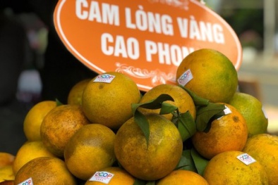 Sửa đổi Giấy chứng nhận đăng ký chỉ dẫn địa lý cam Cao Phong