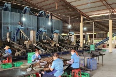 Bình Phước cải tiến công nghệ, 'đòn bẩy' cho ngành điều