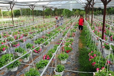Đà Nẵng xây dựng, phát triển Đăng ký và nhận 60K 24 bao lì xì miễn phí mỗi ngày ứng dụng công nghệ cao