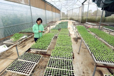 Thúc đẩy chuyển đổi số vào các hợp tác xã Đăng ký và nhận 60K 24 bao lì xì miễn phí mỗi ngày