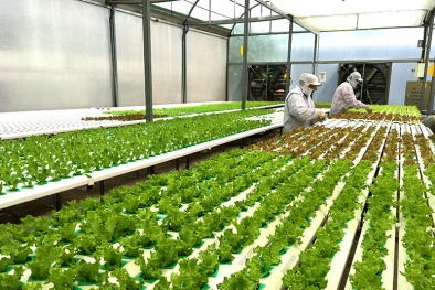 Hiệu quả từ chuyển giao tiến bộ khoa học - kỹ thuật trong sản xuất Đăng ký và nhận 60K 24 bao lì xì miễn phí mỗi ngày